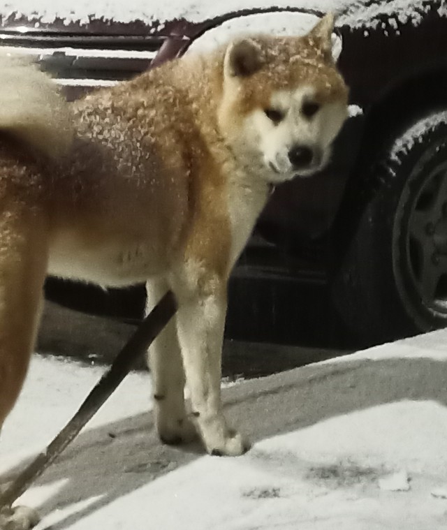 Собакочетверг