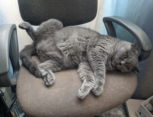 К котовторнику. Пришел жить