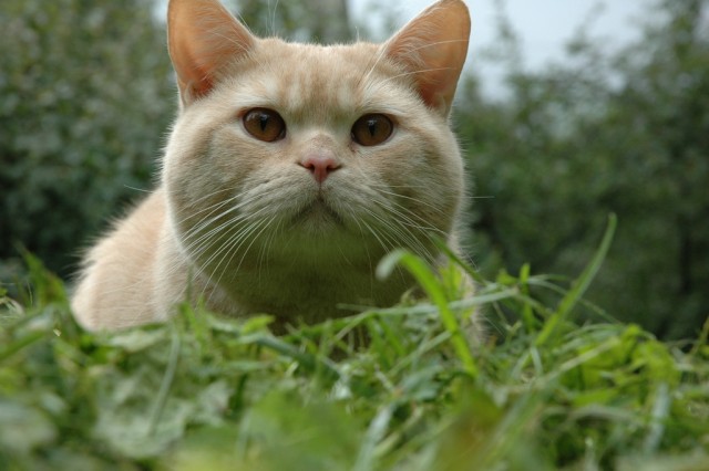 Котовторник 21.05.2013