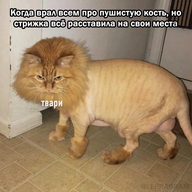Я не толстый!
