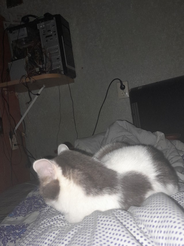 Уличный котенок-сосунок, брошенный мамой