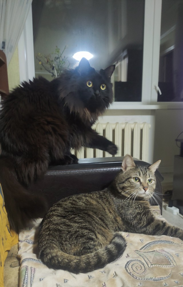 Котовторник 31.12.2024. Последний котовторник года