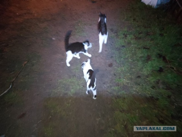 Жизнь домашнего приюта для котеек 530