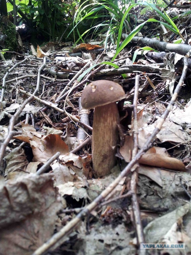 В лес по грибы