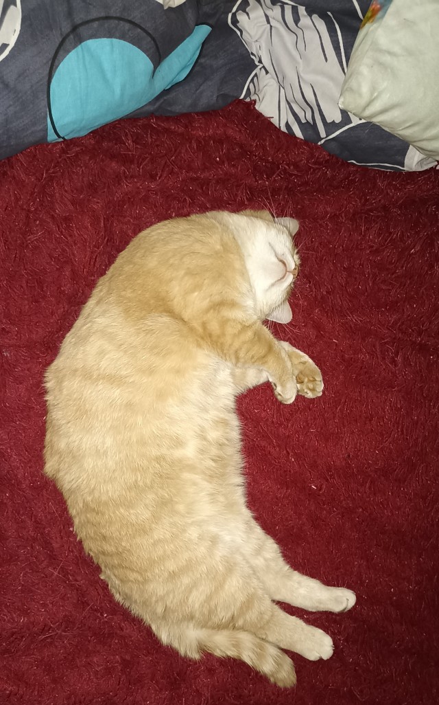 Нефотогеничный кот