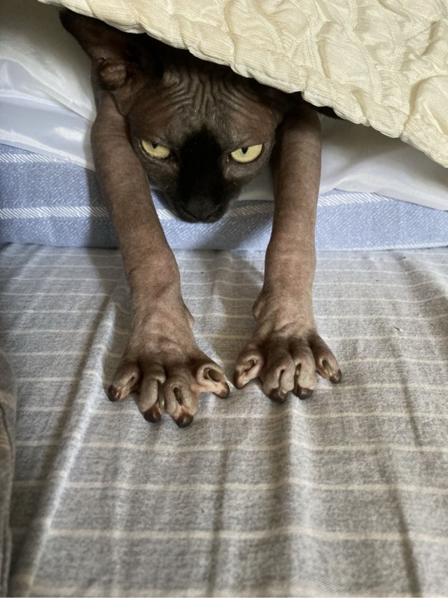 Потягушки