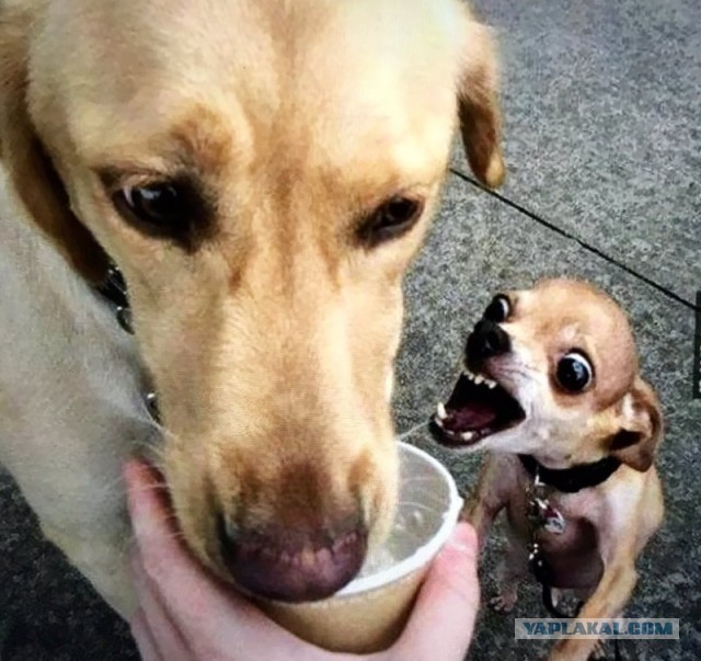 В России расширят список опасных пород собак