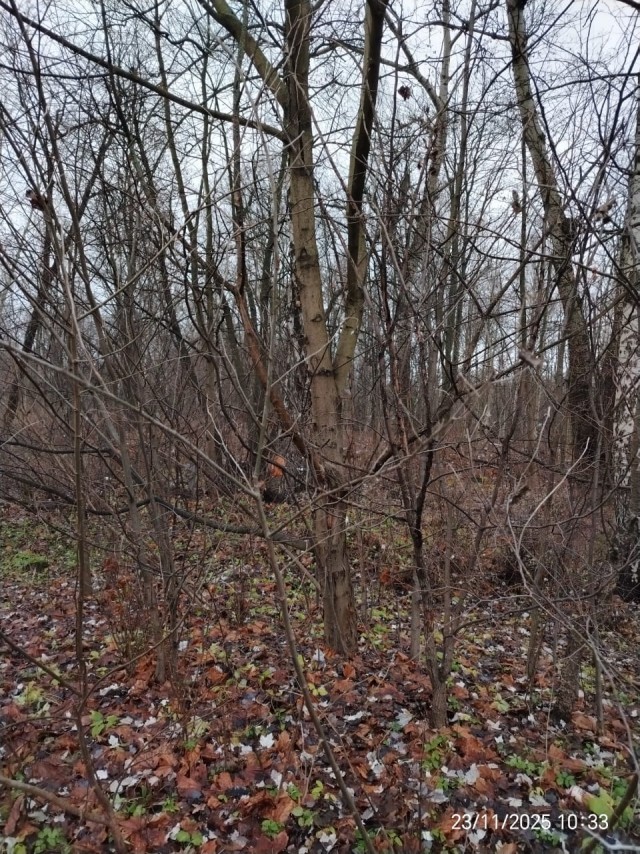 Очки нннада? или деревья - поглотители материи