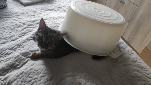 Тазик наше всё