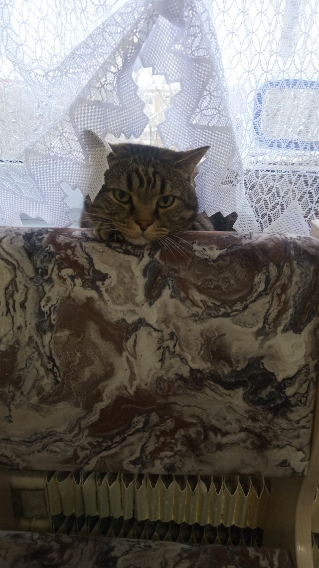 К котовторнику