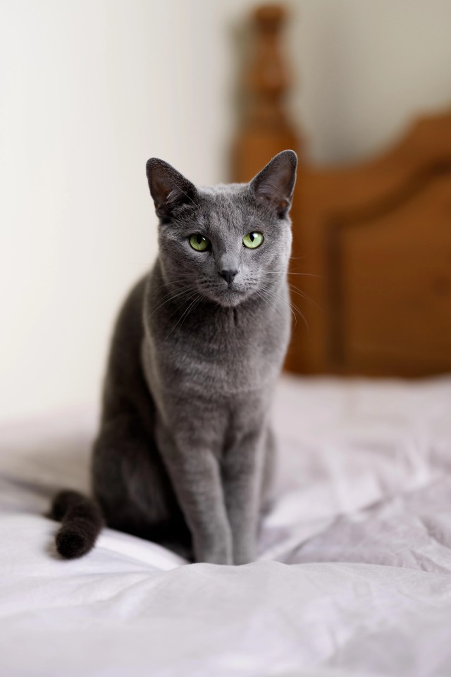Рандомных фото котов тред