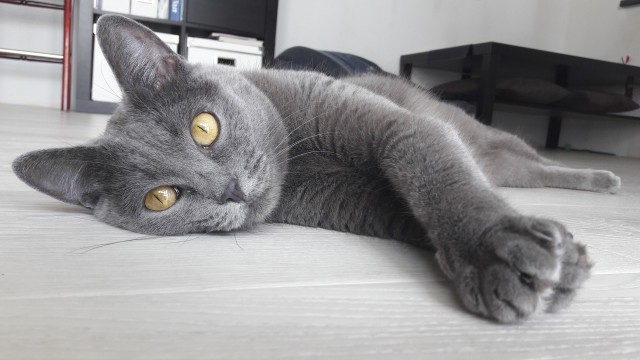 Кошка Яна 19 лет
