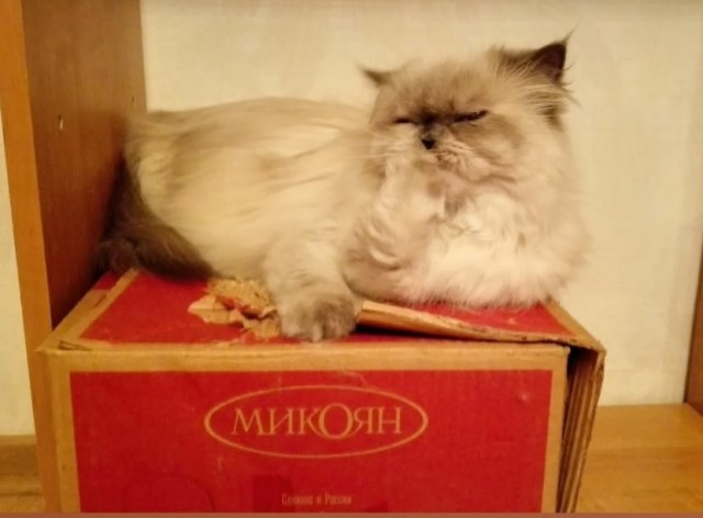Котовторник