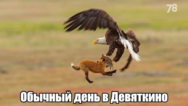 В Петербурге курьера мошенников ограбили после получения миллионов от пенсионерки.