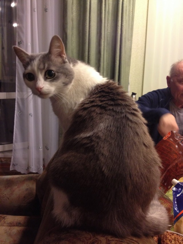Котовторник 05.03.13
