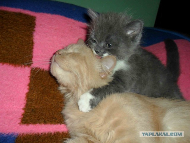 Котовторник   15.04.2014
