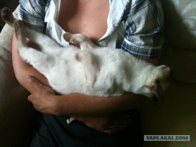 Кот "выключил" и "взял"