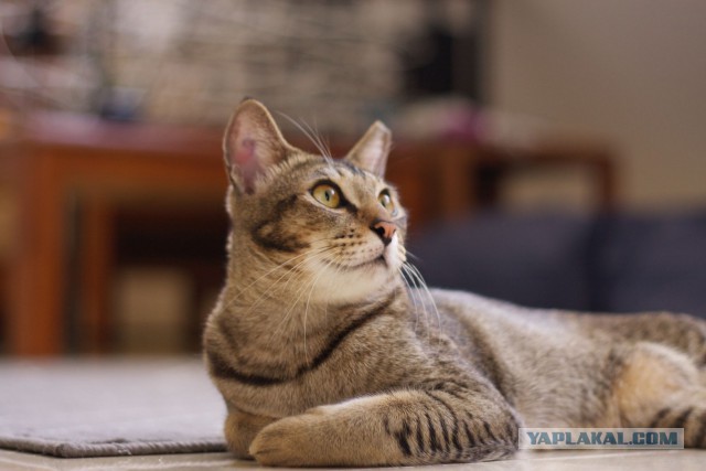 Котовторник  08.07.2014
