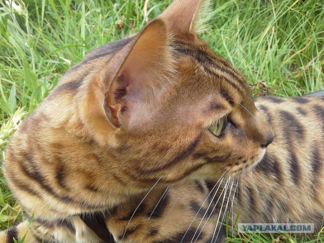 Котовторник 15.07.2014.