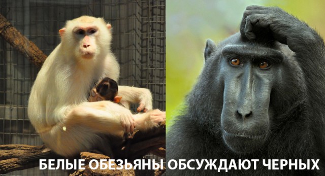 Негры напали на белую пару