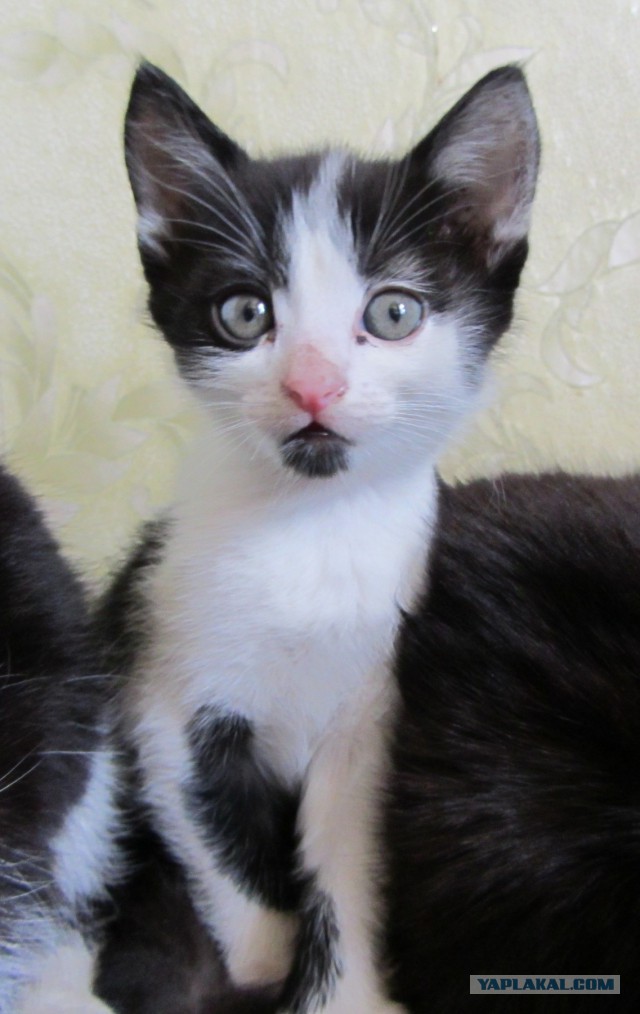 Котовторник 2.12.14