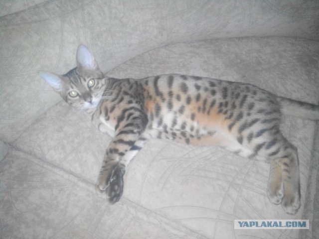 Котовторник 9.12.2014