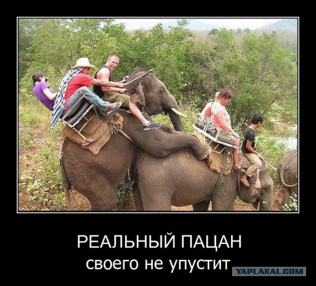 Весёлое из сети