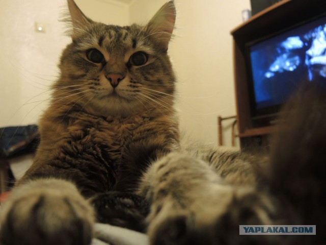 Самые популярные клички кошек и котов