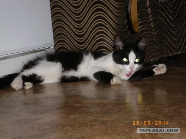 Котовторник