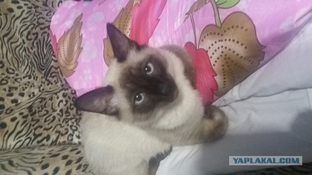 Котовторник   02.06.2015