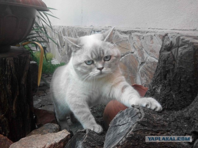 Котовторник 14.07.2015