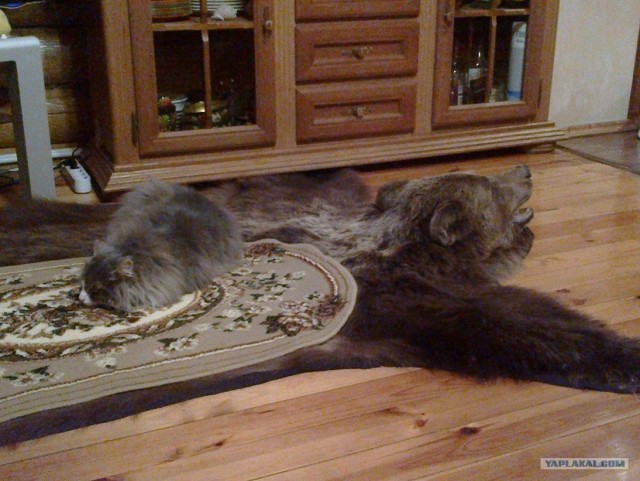 Фотостресс