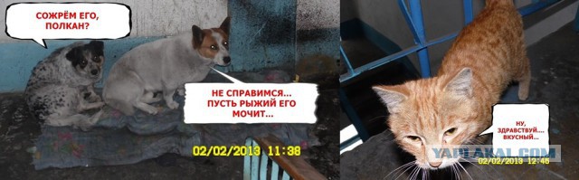 Забавные картинки из Сети