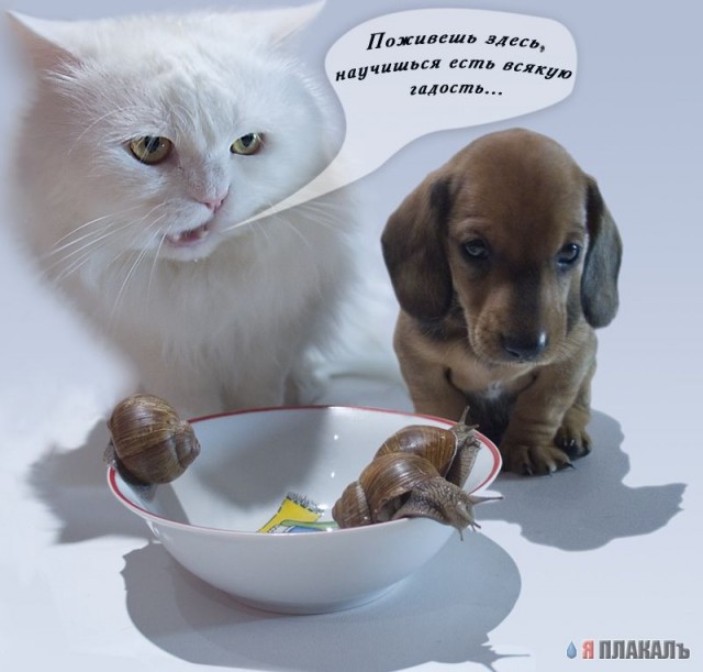 Коты, кошки, котята