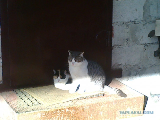 Котовторник 16.02.16