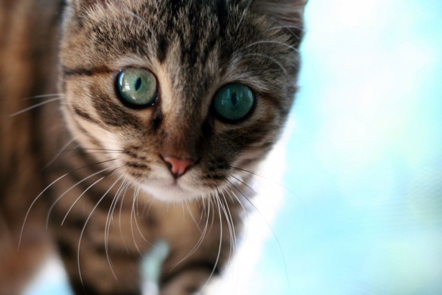 Коты, кошки, котята