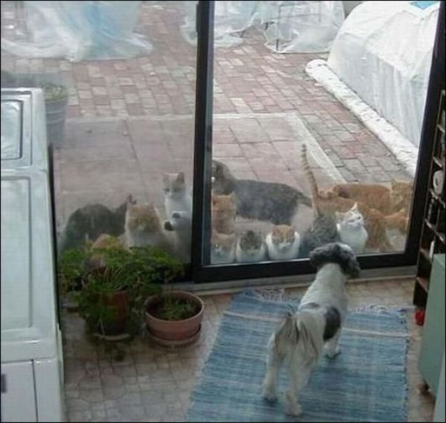 Демы к котовторнику!