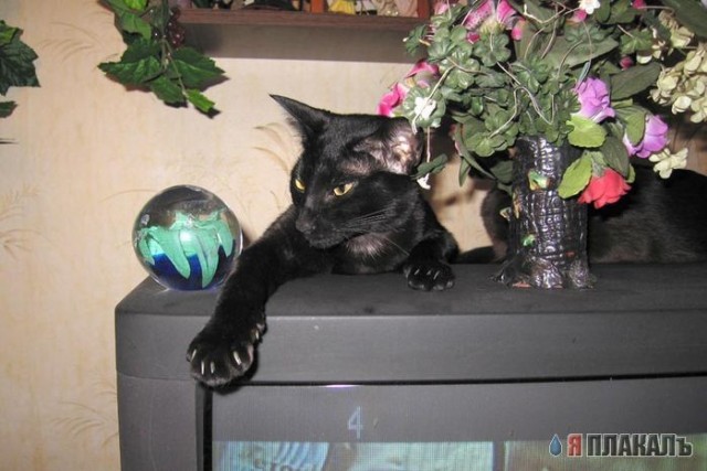 Вторничный котомёт