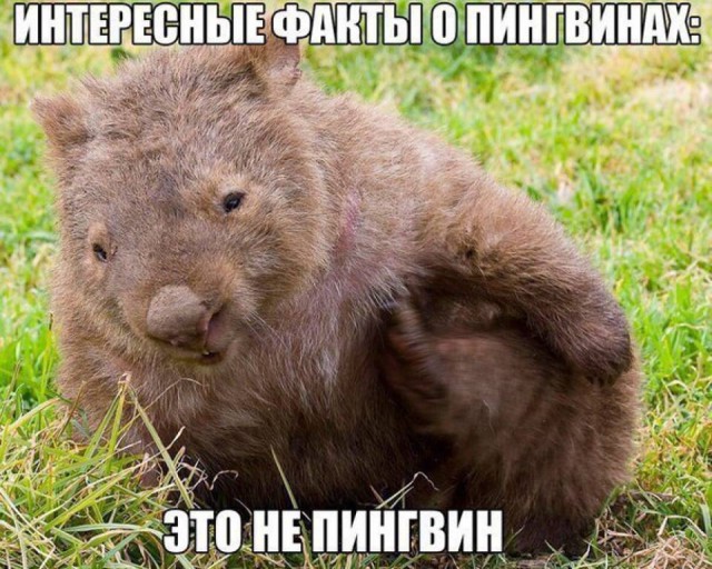 Ударная доза тупежа на начало недели