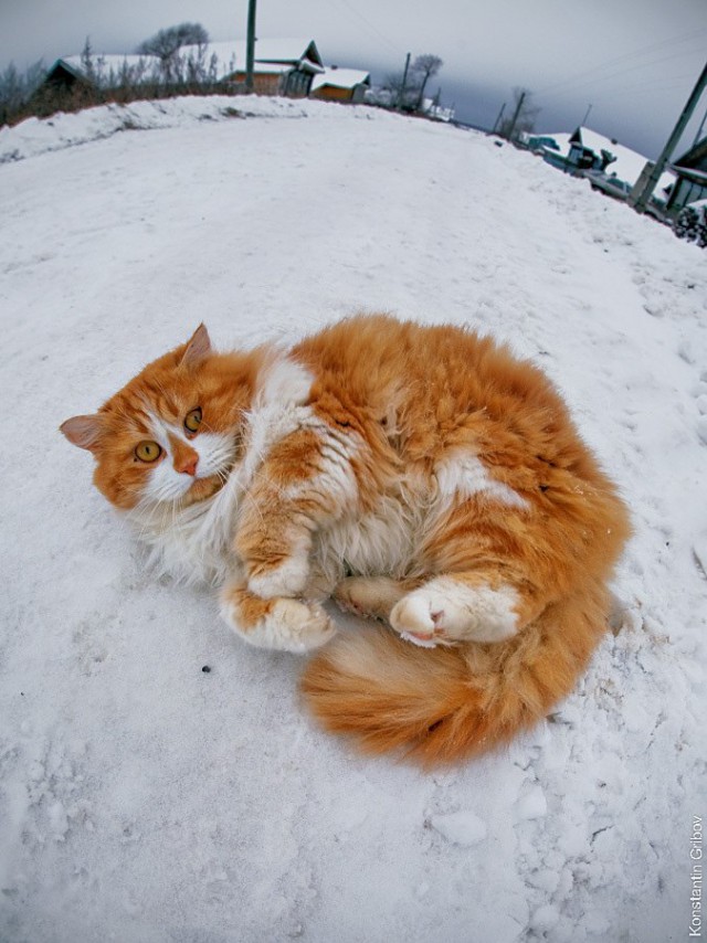 Подборка "тёплых, уютных, домашних" фотографий. Часть 8