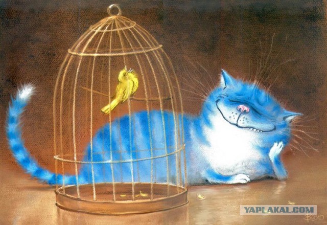 В мире синих-синих котов