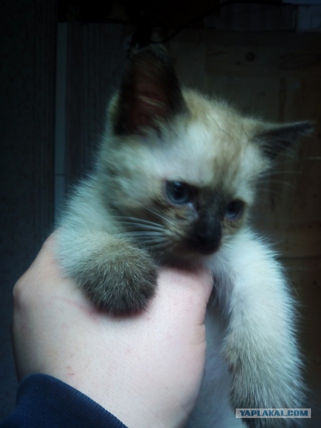 Котовторник 01.11.2016 г.