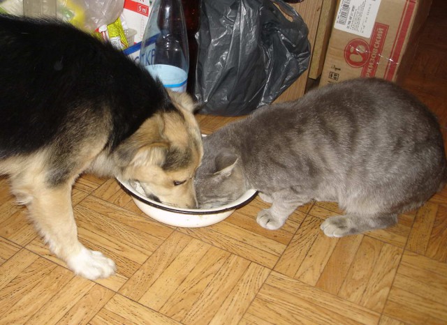 Коты из сети