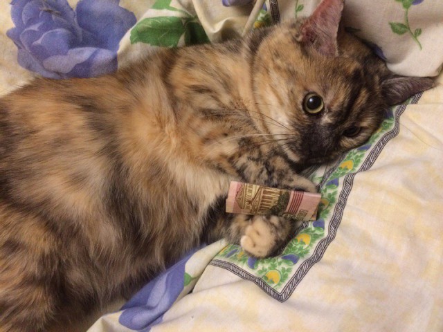 Коты и Кошки