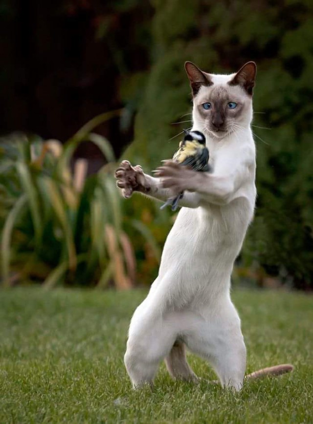 Коты и Кошки