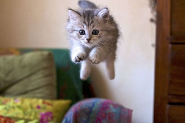 Коты и Кошки