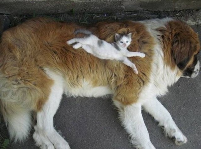 Коты и Кошки