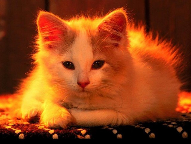 Коты и Кошки