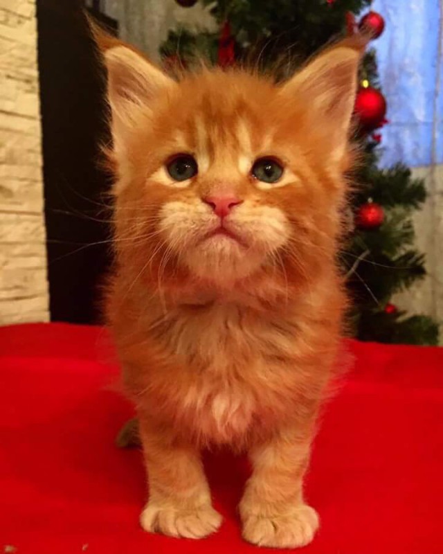 Коты и Кошки