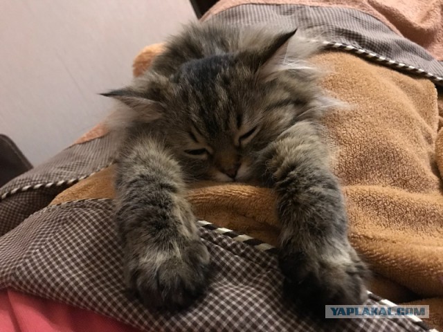 Котовторник 31.10.2017